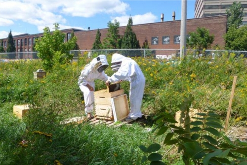 Biodiversité urbaine : quelle place pour les abeilles?